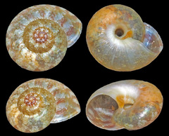 Sericominolia vernicosa