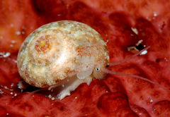 Sericominolia vernicosa