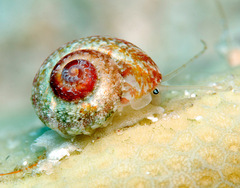 Sericominolia vernicosa