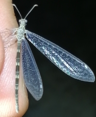 Neuroleon nemausiensis