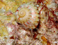 Sericominolia vernicosa