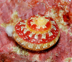 Sericominolia vernicosa
