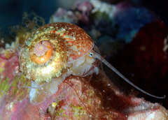 Sericominolia vernicosa