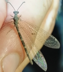 Neuroleon nemausiensis