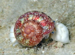 Sericominolia vernicosa