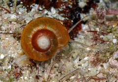 Sericominolia vernicosa