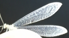 Neuroleon nemausiensis
