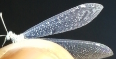 Neuroleon nemausiensis