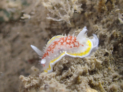 Diaphorodoris luteocincta