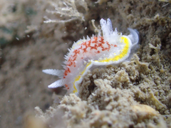 Diaphorodoris luteocincta