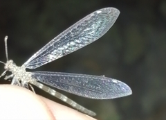 Neuroleon nemausiensis