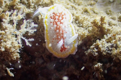 Diaphorodoris luteocincta