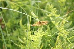 Boloria selene