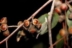 Eucalyptus hallii