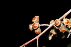 Eucalyptus hallii