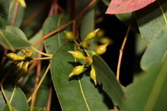 Eucalyptus hallii