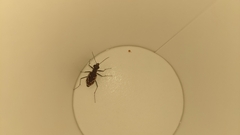 Ellipsoptera marutha