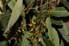 Eucalyptus hallii