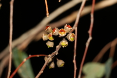Eucalyptus hallii