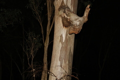 Eucalyptus hallii
