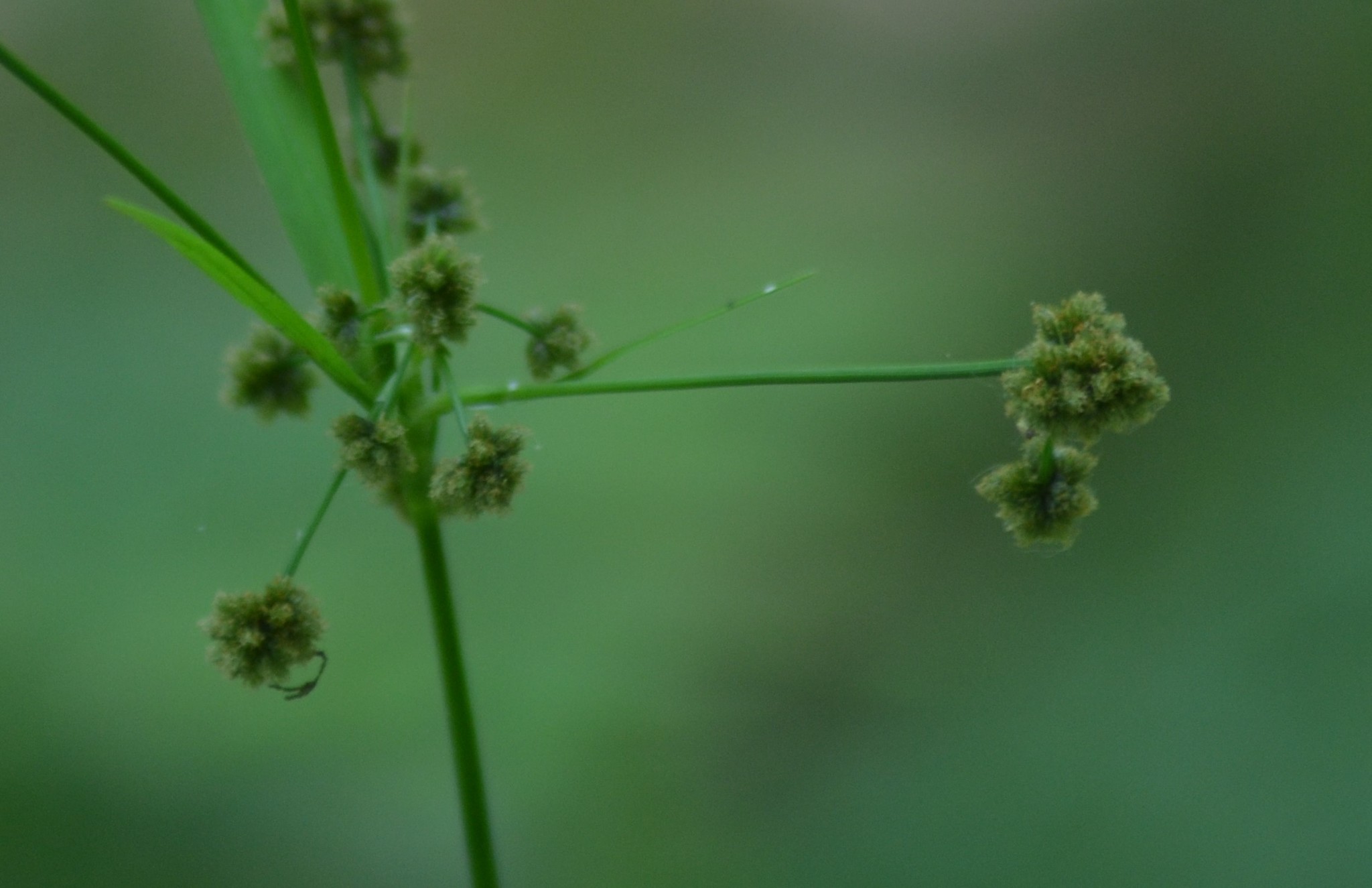Scirpus hattorianus