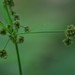 Scirpus hattorianus - Photo (c) Joseph D Kurtz, algunos derechos reservados (CC BY-NC), subido por Joseph D Kurtz