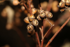 Eucalyptus hallii