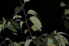 Eucalyptus hallii