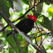 Scarlet-horned Manakin - Photo (c) Jerry Oldenettel, some rights reserved (CC BY-NC-SA)