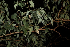 Eucalyptus hallii