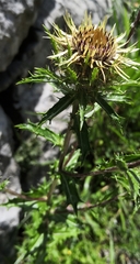 Carlina biebersteinii