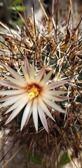 Coryphantha clavata stipitata
