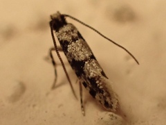 Eudarcia haliplancta