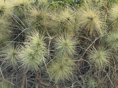 Spinifex longifolius