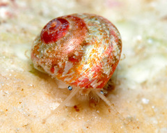 Sericominolia vernicosa