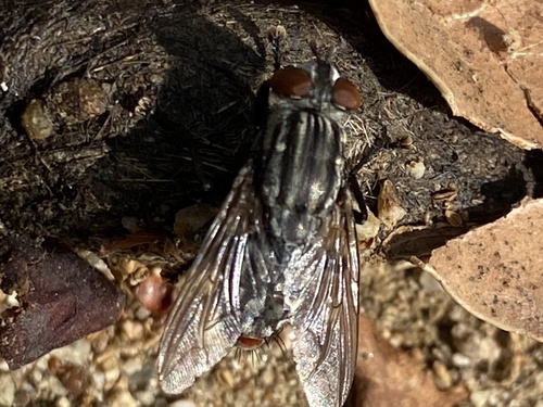 iNaturalist observation photo of Common Flesh Flies