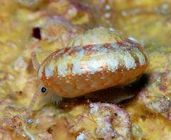 Sericominolia vernicosa