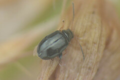 Chrysomelidae