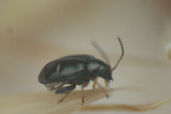 Chrysomelidae