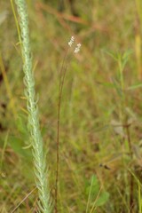 Polygala appendiculata
