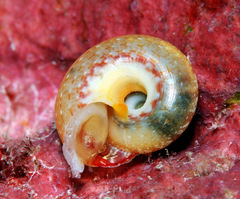 Sericominolia vernicosa