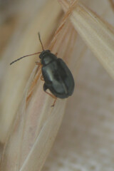 Chrysomelidae