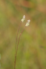 Polygala appendiculata