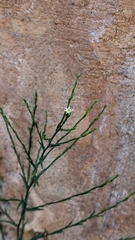 Symphyotrichum subulatum
