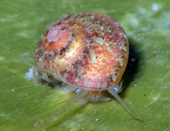 Sericominolia vernicosa