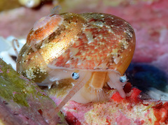 Sericominolia vernicosa