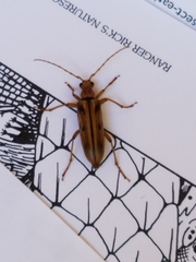 Ortholeptura valida