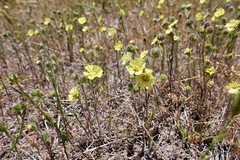 Deinandra increscens