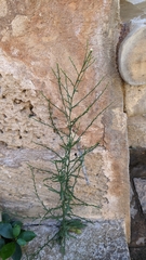 Symphyotrichum subulatum