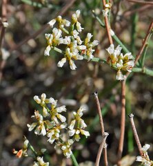 Eriogonum effusum